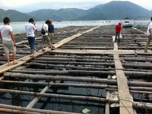 ここに写っている遠方の海よりも広いエリアで養殖が行なわれています。 